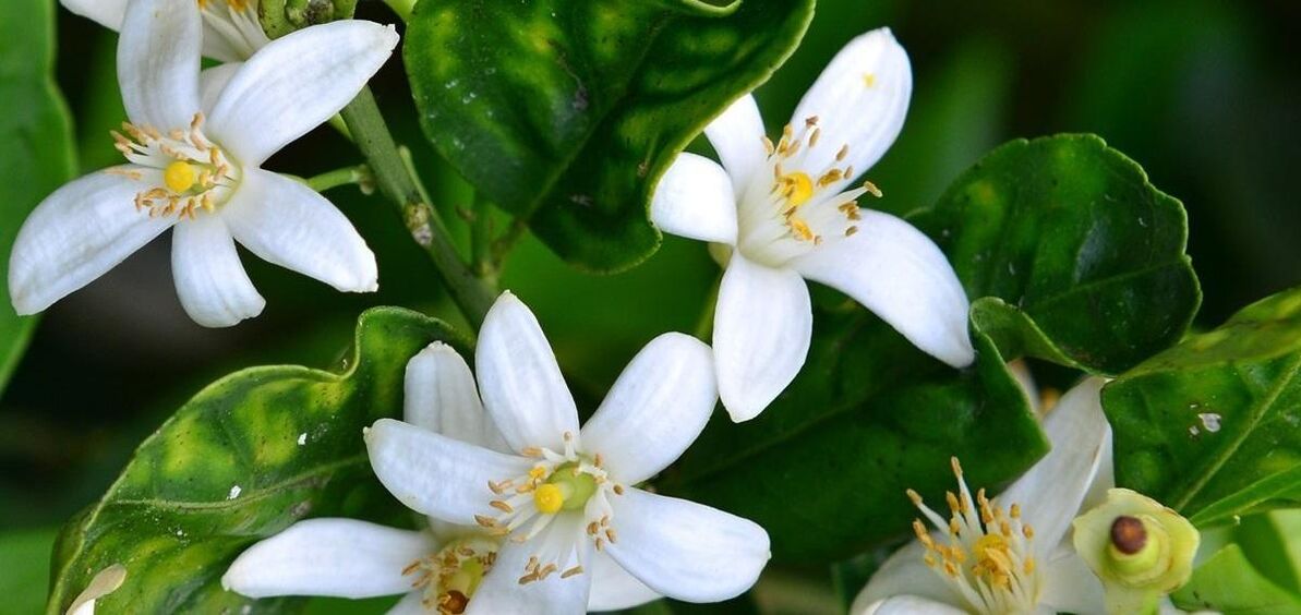 Neroli hilft bei der Beseitigung von Besenreisern